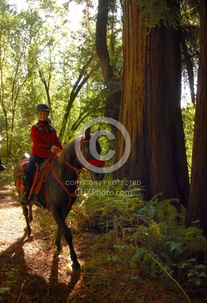 Ricochet Ranch Riding Through the Redwood Forest