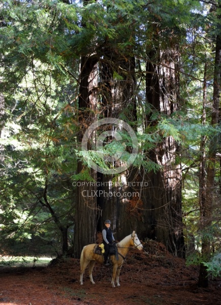 Ricochet Ranch Riding Through the Redwood Forest
