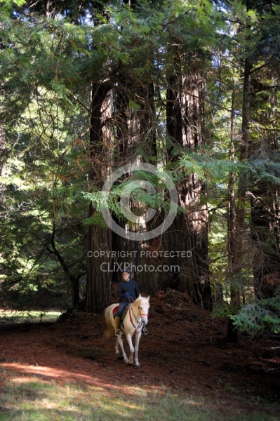 Ricochet Ranch Riding Through the Redwood Forest