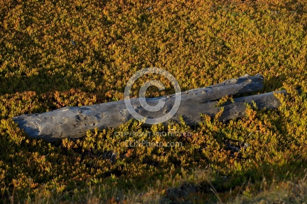 Ricochet Ranch Scenery at Ricochet Ridge Ranch