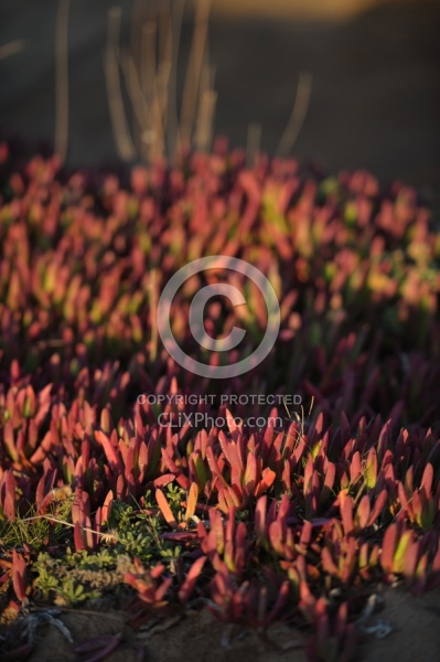 Ricochet Ranch Scenery at Ricochet Ridge Ranch
