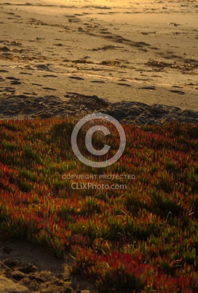 Ricochet Ranch Scenery at Ricochet Ridge Ranch