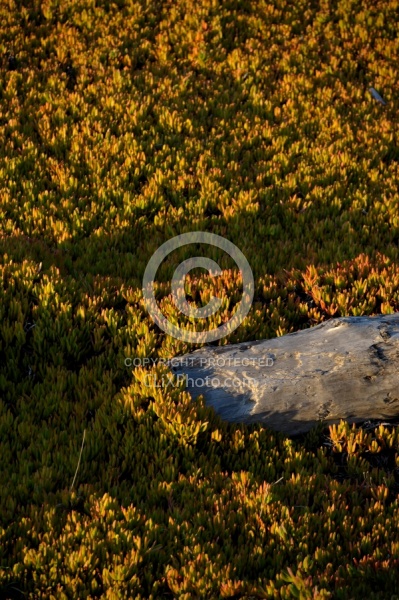 Ricochet Ranch Scenery and Wild Life at Ricochet Ridge Ranch