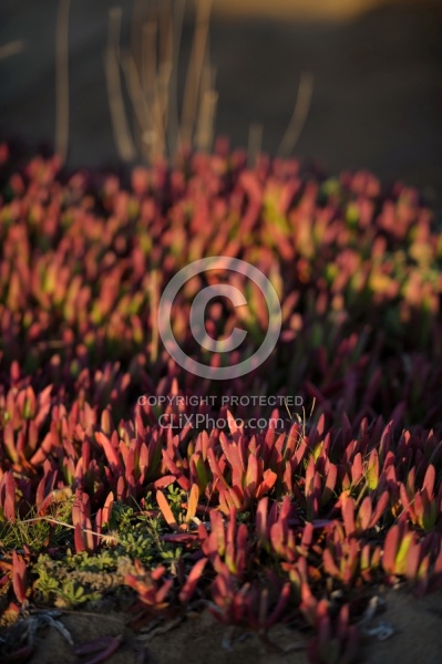 Ricochet Ranch Scenery and Wild Life at Ricochet Ridge Ranch