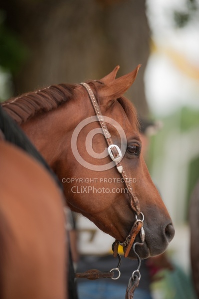 Western Show Turn Out