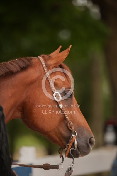  Western Show Turn Out