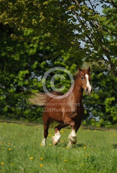 Welsh Cob Free Running