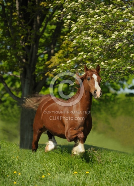 Welsh Cob Free Running