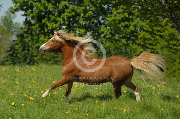 Welsh Pony Section A, Hoskins Stables