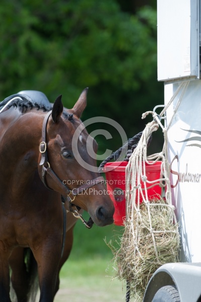 Horse Show Horses at Trailer