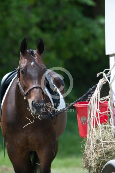 Horse Show Horses at Trailer