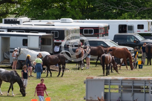 Horse Show Horses at Trailer