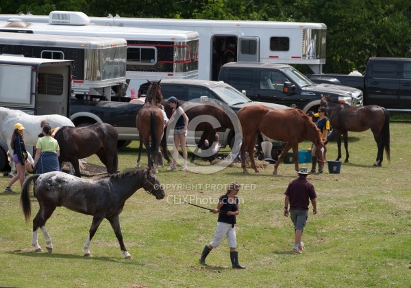 Horse Show Horses at Trailer