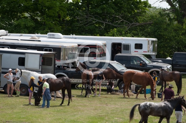 Horse Show Horses at Trailer