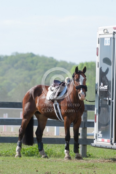 Horse Show Horses at Trailer