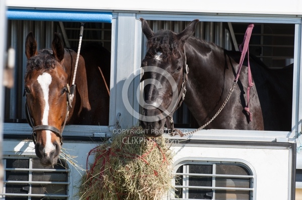 Horse Show Horses at Trailer