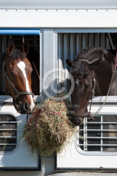 Horse Show Horses at Trailer
