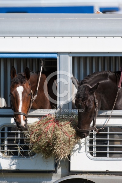 Horse Show Horses at Trailer