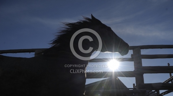 Running Horse Silhouette