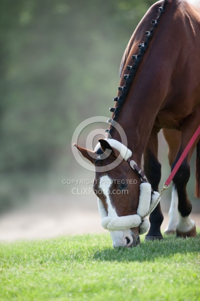 Hand Grazing at Horse Show