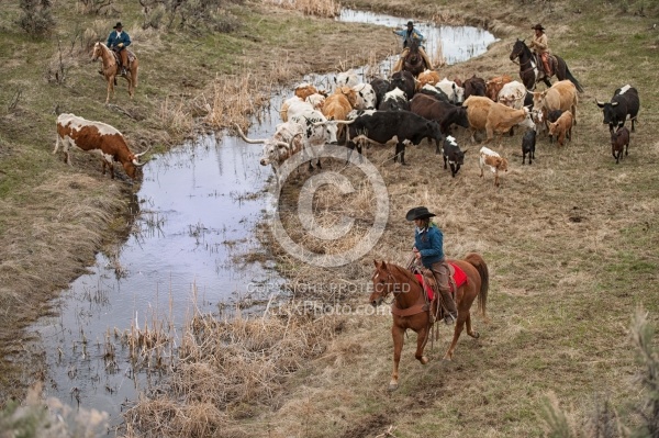 Cowgirl Herding Cows