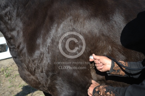 Taking Horses Heart Rate