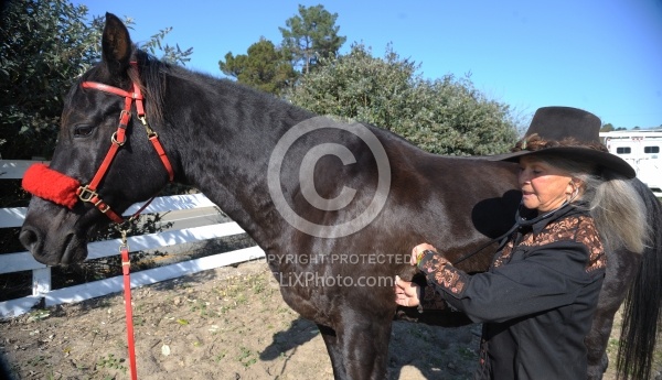 Taking Horses Heart Rate