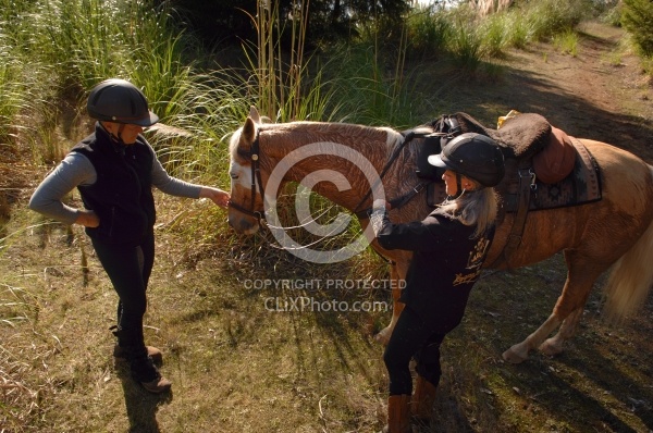 Taking Horses Heart Rate