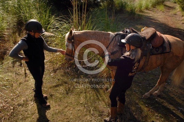 Taking Horses Heart Rate