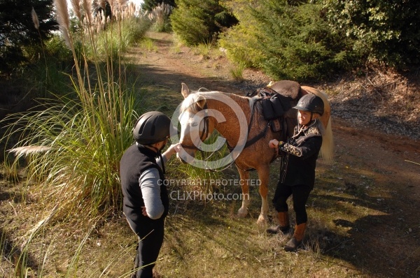 Taking Horses Heart Rate