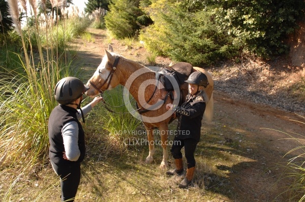 Taking Horses Heart Rate