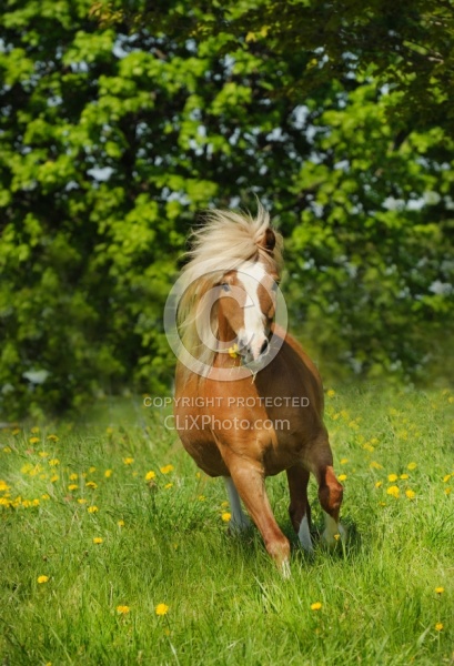 Welsh Section A Free Running