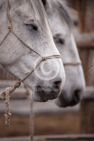 Sleeping Standing Up