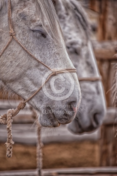 Sleeping Standing Up