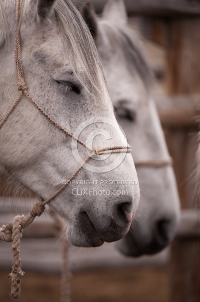 Sleeping Standing Up