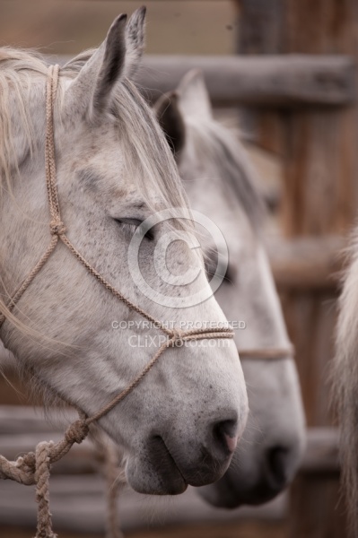 Sleeping Standing Up