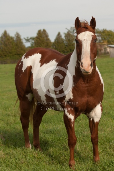 Paints Paint Conformation