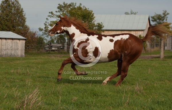 Paints Paint Free Running