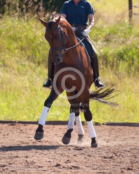 Oldenburg Pangea farms Dressage Leg Yielding