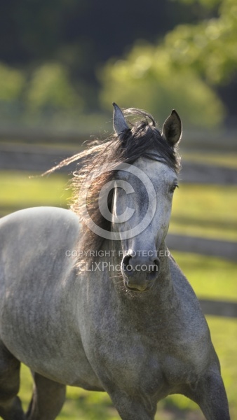 Spring Summer vertical