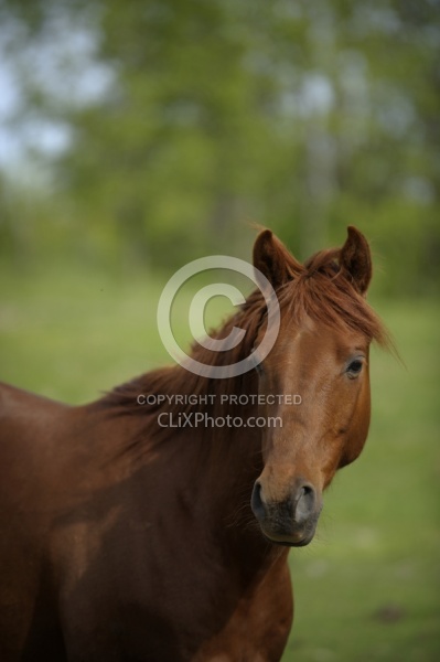 Spring Summer vertical