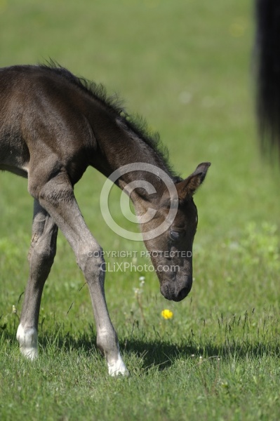 Spring Summer vertical