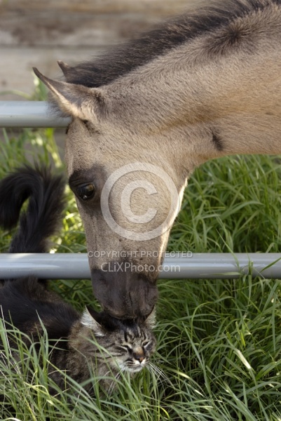 Spring Summer vertical