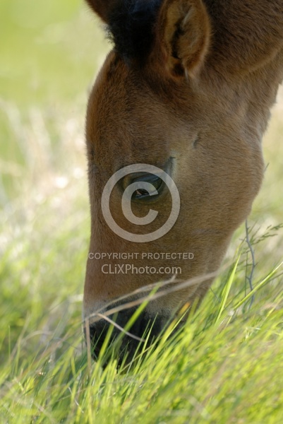 Spring Summer vertical