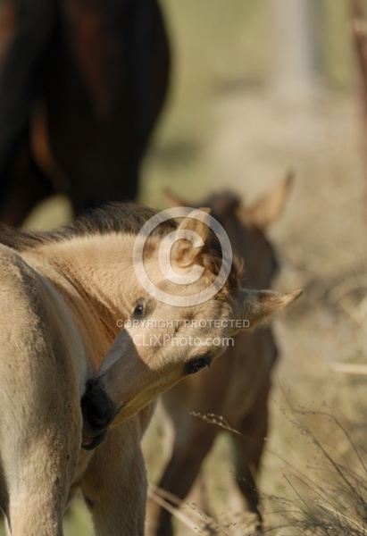 Spring Summer vertical