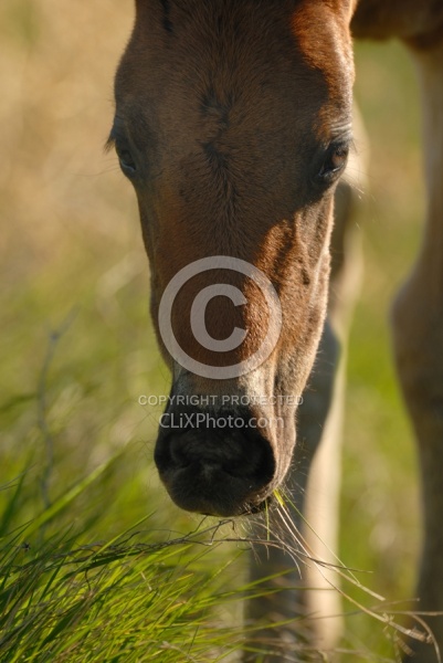 Spring Summer vertical