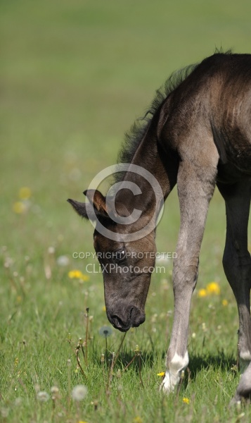Spring Summer vertical