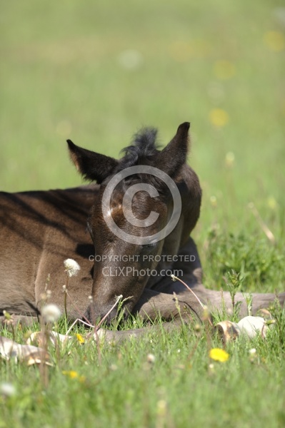 Spring Summer Vertical