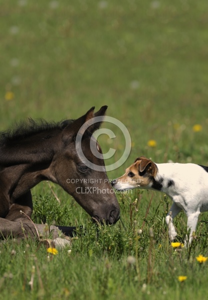 Spring Summer Vertical