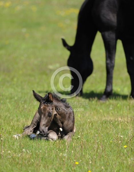 Spring Summer Vertical